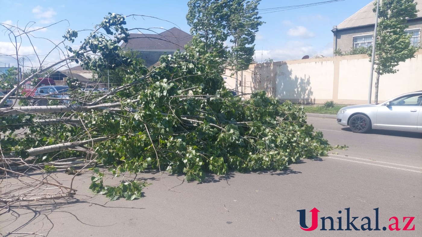 Güclü külək Gəncədə fəsadlar törətdi - FOTO